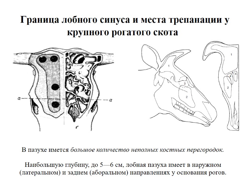 Граница лобного синуса и места трепанации у крупного рогатого скота В пазухе имется большое Граница лобного синуса и места трепанации у крупного рогатого скота В пазухе имется большое